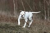BOULEDOGUE AMERICAIN 027